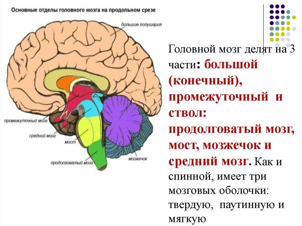Внутренние части мозга. Схема строения головного мозга. Схема строения отделов головного мозга. Продольный разрез головного мозга. Головной мозг делится на 3 части.