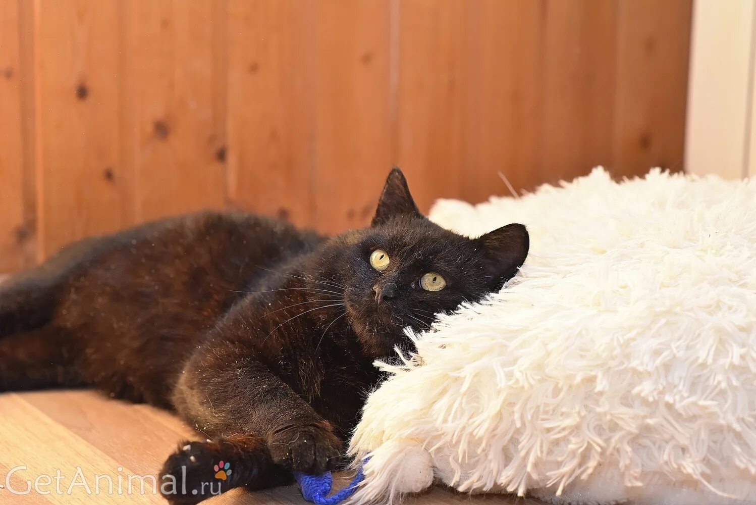 кот черчилля джок. коты уинстона черчилля. черчилль и коты. кот черчилль. уинстон черчилль кот.