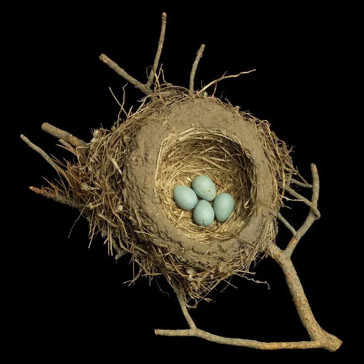 The bird nest