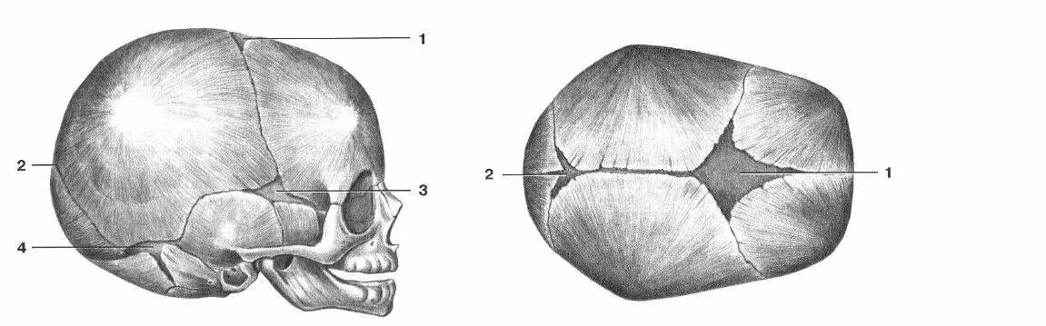 9 родничков. Роднички новорожденного анатомия черепа. Скелет головы швы черепа роднички. Швы и роднички черепа анатомия. Череп новорожденного вид сбоку.
