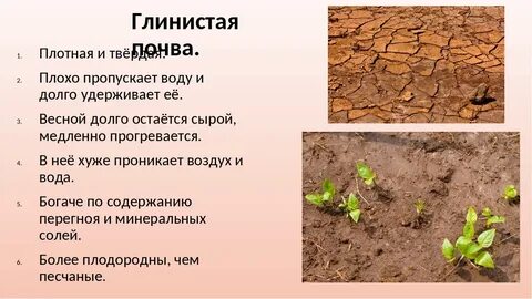Глинистая почва почему и