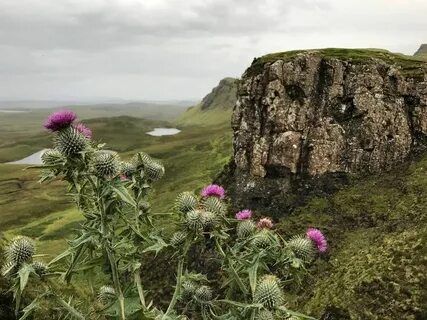 Scotland plants