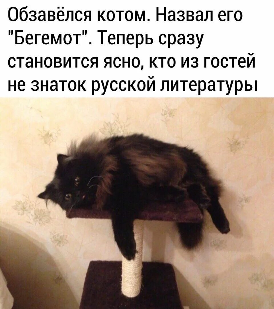 Что ты как этот кот. Кот бегемот мем. кот бегемот приколы. изображения кота бегемота.