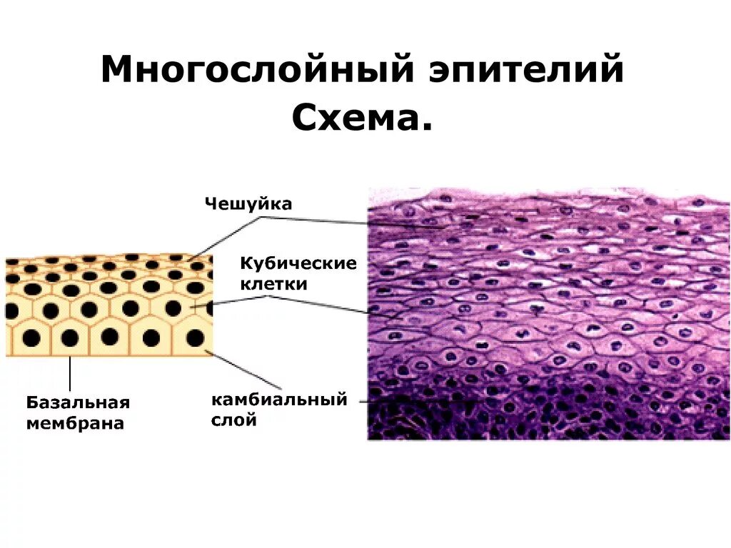 Многослойный плоский неороговевающий эпителий строение. Многослойный плоский ороговевающий эпителий схема. Многослойный ороговевающий эпителий строение. Многослойный плоский ороговевающий эпителий клетки. Клетки эпителиальной ткани виды