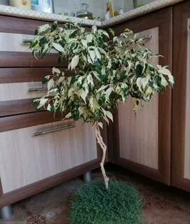 Фикус керли