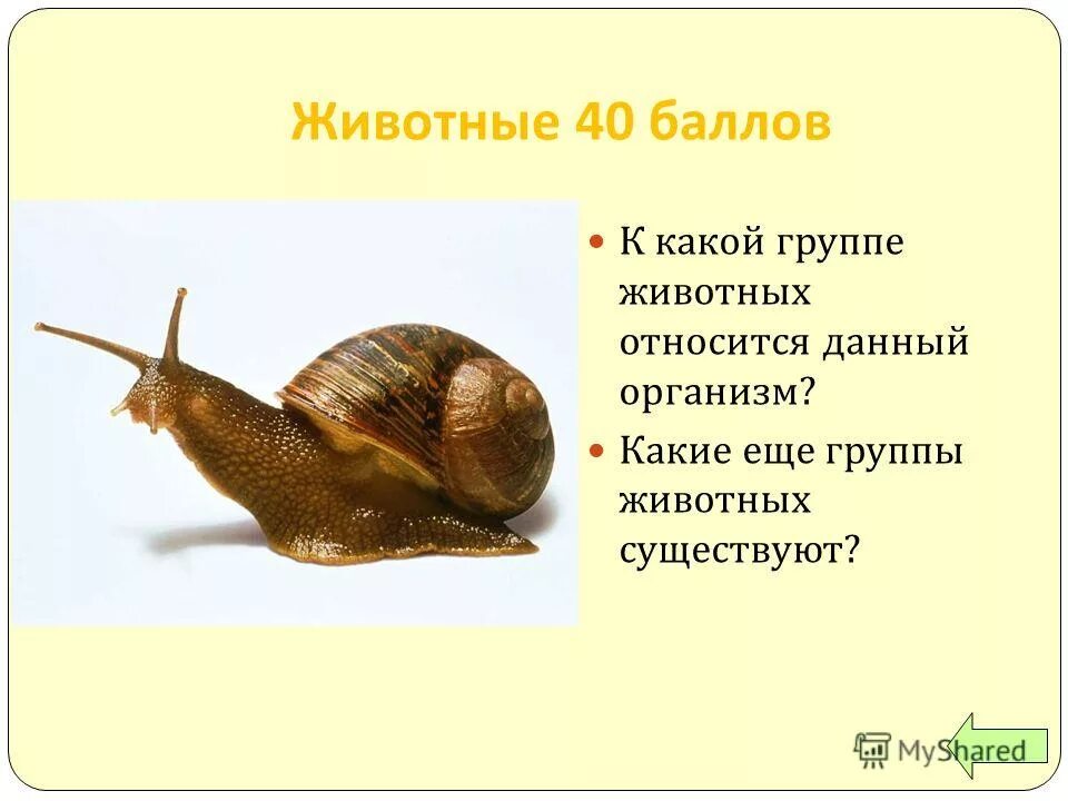 с появлением каких организмов. протерозойская эра растительный и животный мир. с появлением каких организмов. с появлением каких организмов. коацерватная теория опарина.