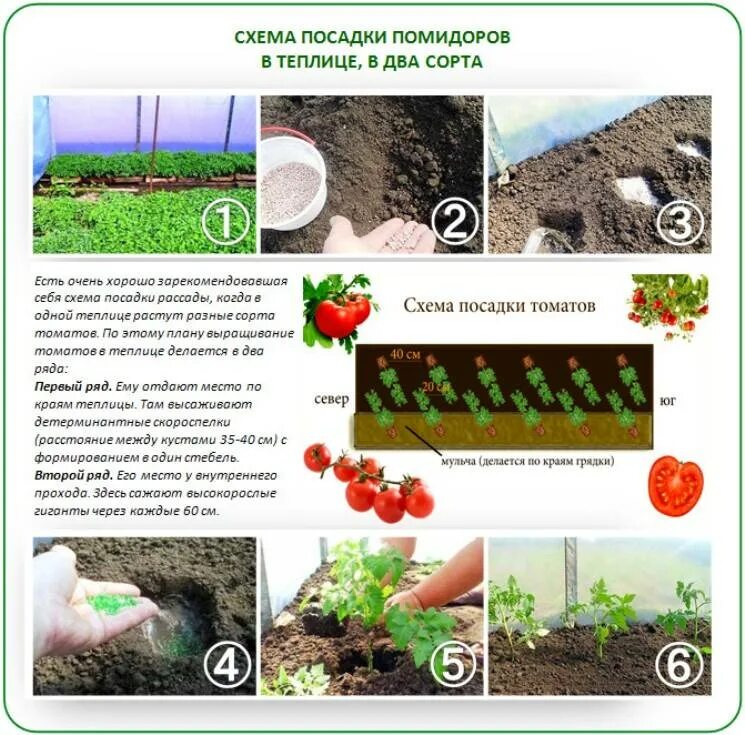 Схема посадки низкорослых томатов. Схема посадки томатов на рассаду. Схема посадки рассады низкорослых помидор. Высадка рассады томатов схема. За сколько дней до высадки сеять помидоры