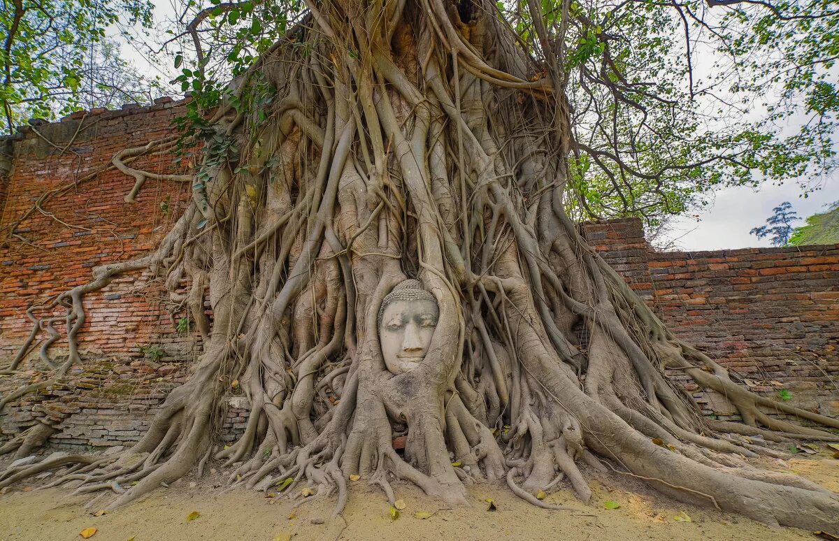 Огромный корень дерева. Великий Баньян дерево. Фикус Баньян корни. Дерево Баньян в Индии. Индийская смоковница Баньян.