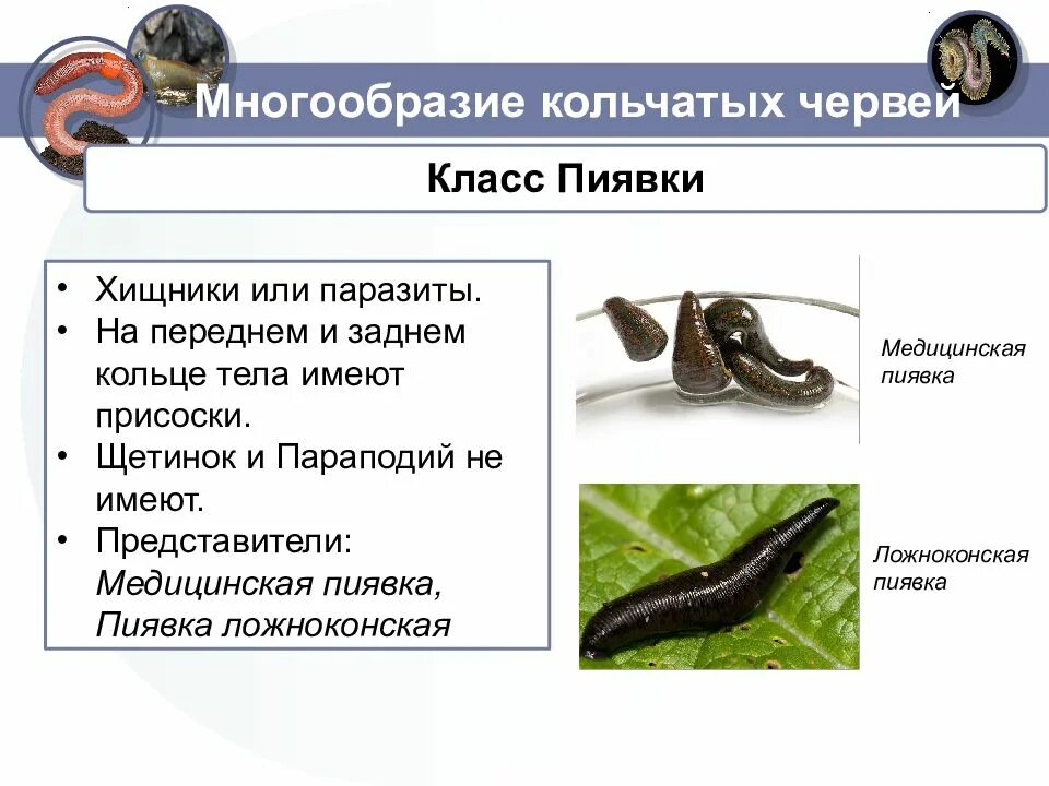 Тип кольчатые пиявки. Черви класса кольчецов. многообразие кольчатых червей пиявки. тип кольчатые черви 7 класс биология. класс пиявки кольчатых червей.