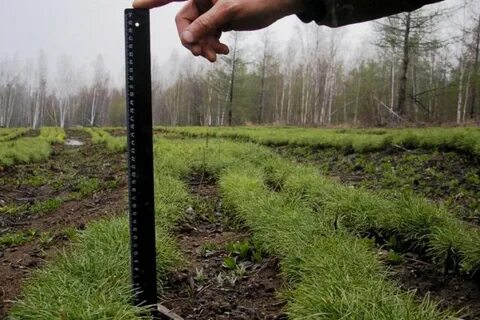 Посадочный материал лесных культур
