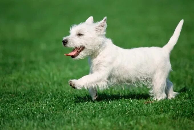 Pin on FFFurry Friends Westie dogs, West terrier, West highland terrier