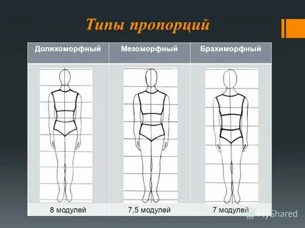 Телосложение общий склад фигуры