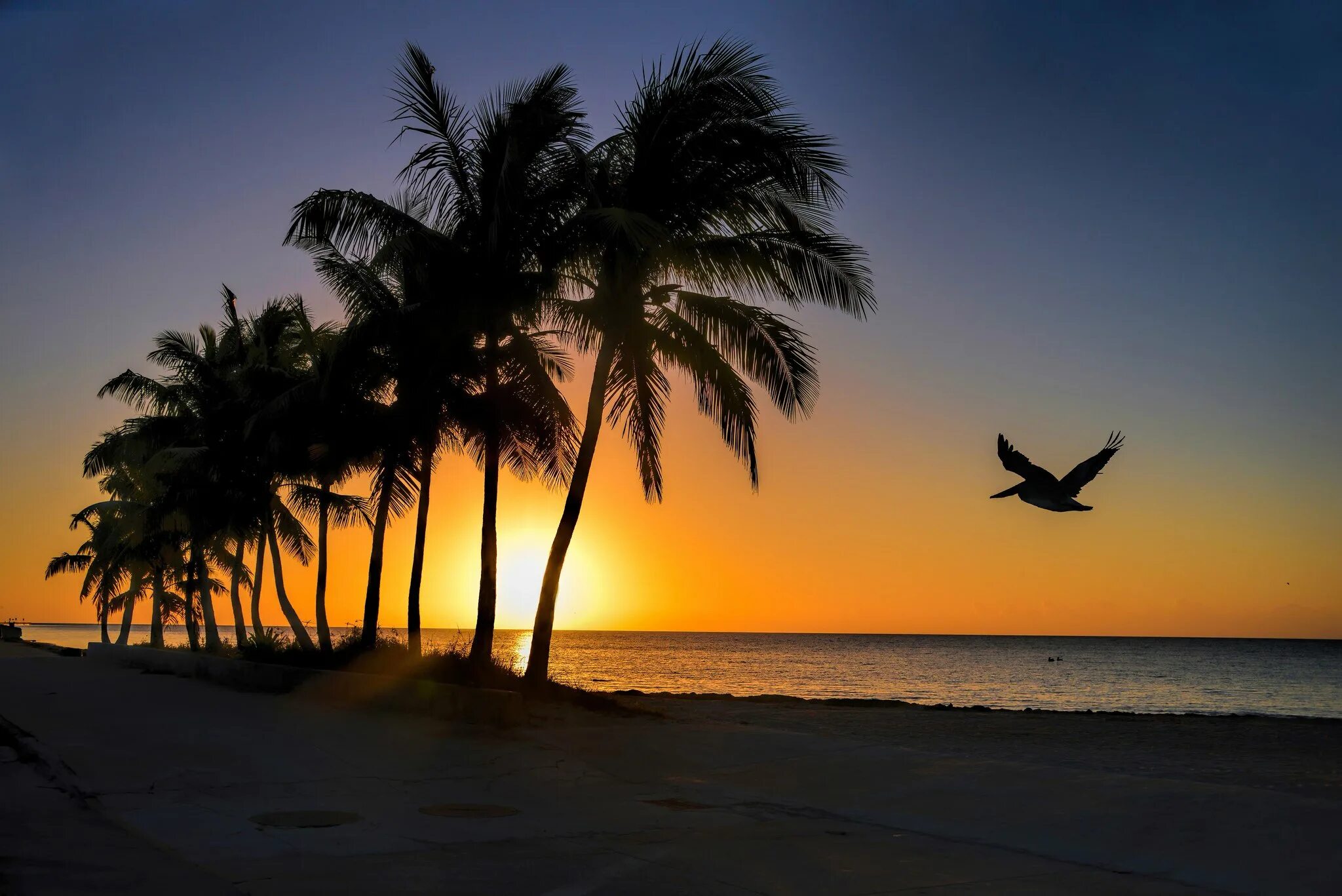 Вечерний пляж. Пальмы на закате. Море пальмы закат. Пальмы вечер.