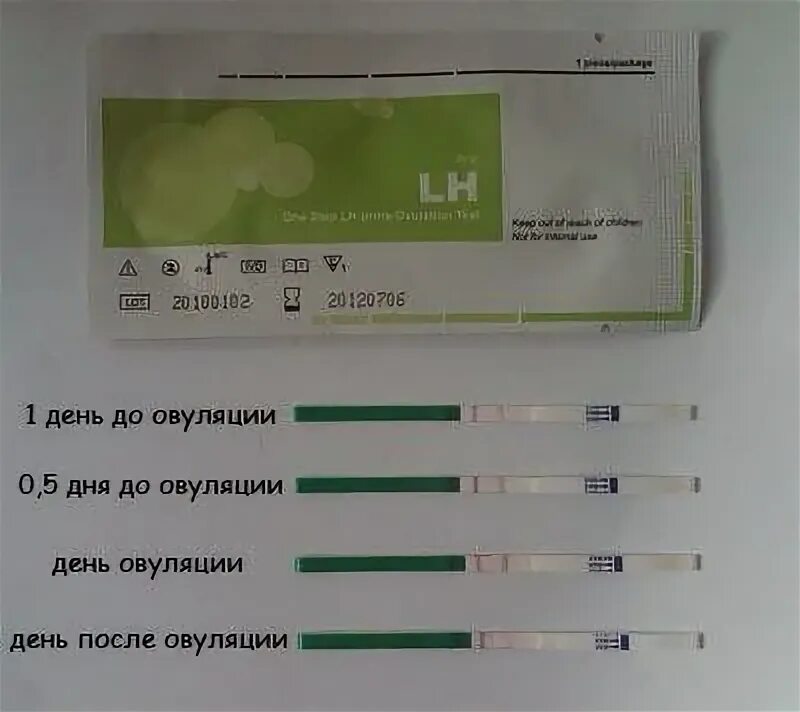Как понять что проходит овуляция