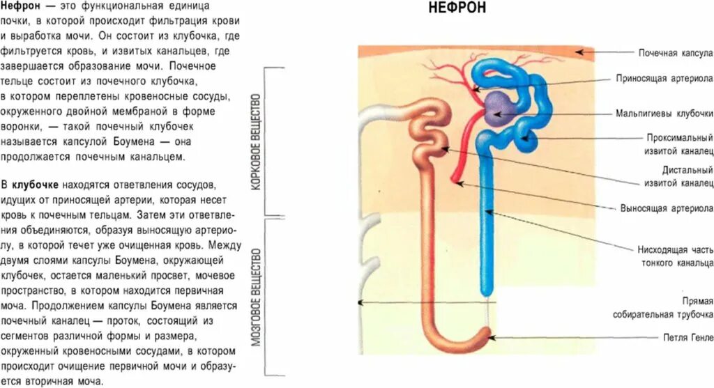 В мозговом слое почек находятся капсулы нефронов. Строение нефрона почки фильтрация. Базальная мембрана нефрона почек. Нефрон биология 8 класс. Строение нефрона ЕГЭ.