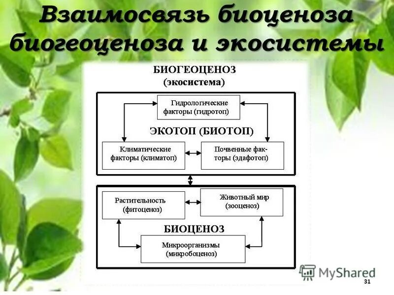 В отличие от экосистем биогеоценозы. Структура экосистемы биотоп. Биогеоценозе. Схема биогеоценоза. Взаимосвязи в экосистеме.