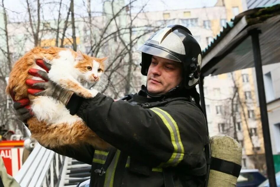 День спасения кошек. Пожарный спасает кота. Пожарный спас котенка. Кот спасатель.