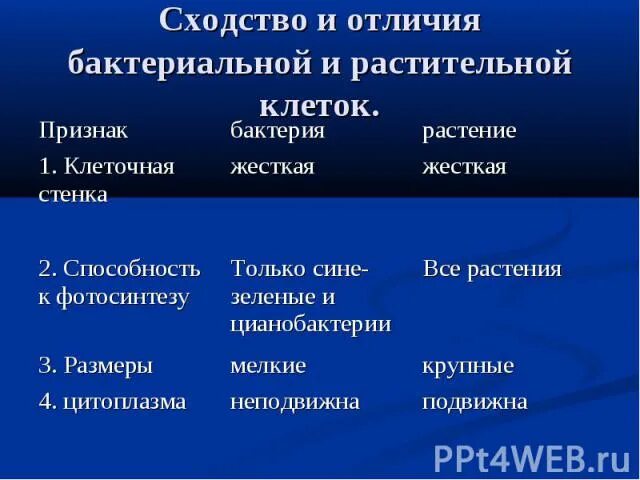 Различие между растительной. Растительная и бактериальная клетка сходства и различия. Сходство и различие клетки растения и бактерии. Сходство и различие бактериальной клетки. Сравните растительную и бактериальную клетки.