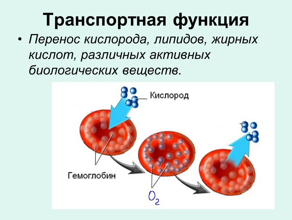 В чем проявляется транспортная функция. Транспортная функция. Транспортная функция белков. Транспортные белки функции. Эритроциты переносят кислород.