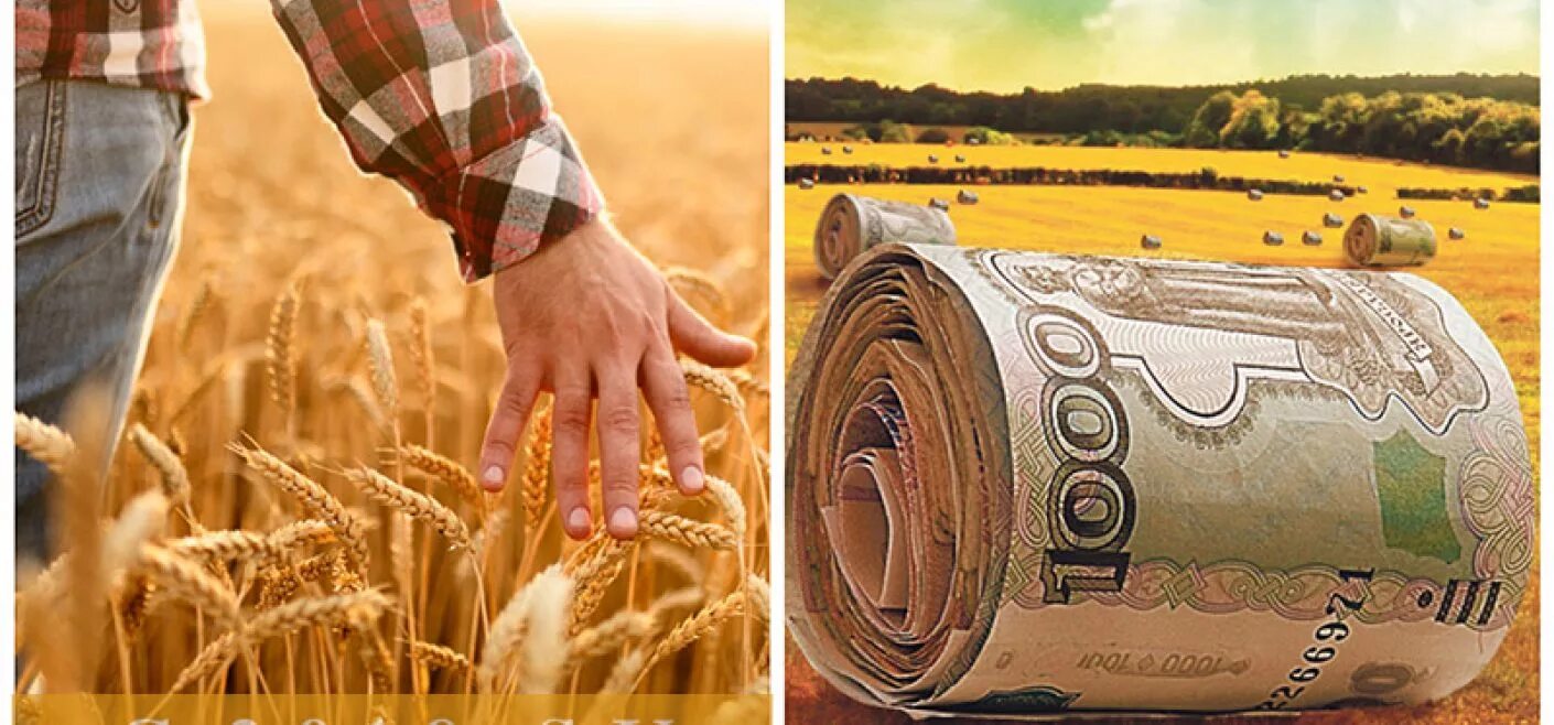 Поголовье животноводство кабардино балкарии. Минэк кбр. Коков нургали амдулович. Субсидии кбр. Агростартап на молочное животноводство.