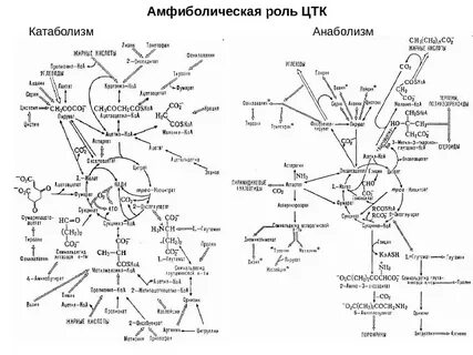 Обмены биохимия