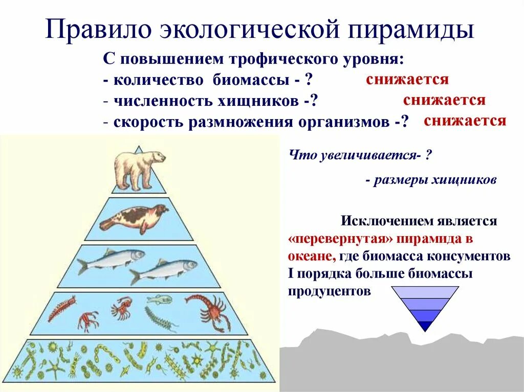 Экологическая пирамида биомассы Перевернутая. Перевернутая пирамида численности и биомассы. Экологическая пирамида это в биологии 11 класс. Экологические пирамиды пирамида биомасс.