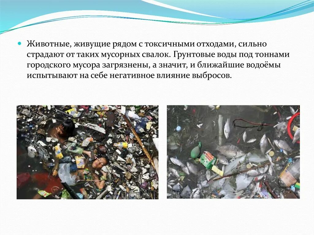Влияние бытовых отходов на организм человека. Влияние свалок на окружающую среду.