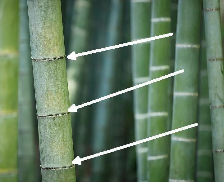 Бамбук самое быстрорастущее растение на земле. Бамбук тростниковый. Бамбук быстрорастущее растение. Высота бамбука. Бамбук dendrocalamus brandisii.