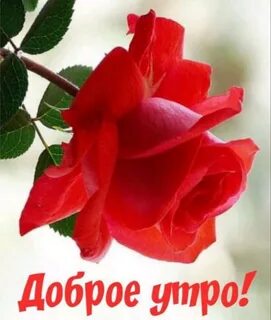 Открытки отличного дня любимой