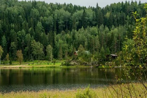 Санкт петербург какие леса