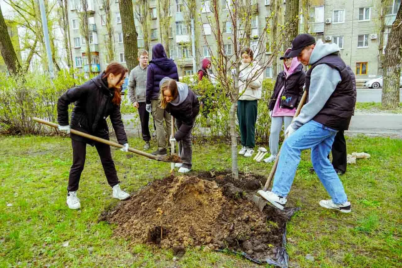 Высадка деревьев акция. Высадка деревьев в сквере. Высадили школьников. Высадка деревьев в сквере работы художников. Управление экологии Воронеж.