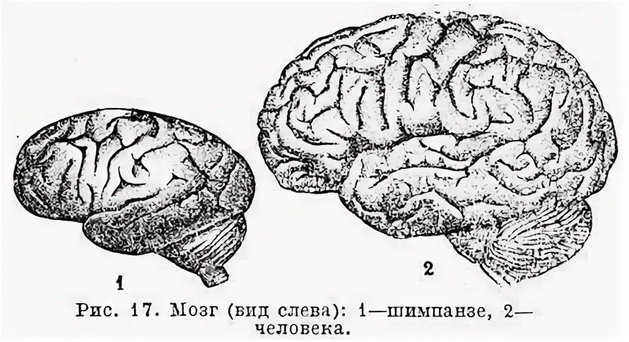 Мозг гориллы и человека. Строение мозга шимпанзе. Строение мозга шимпанзе и человека. Объем мозга шимпанзе. Сравнение мозга человека и шимпанзе.