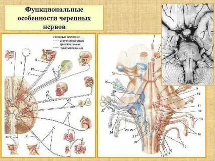 Черепные числа