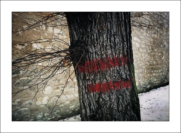 Ствол дерева с корнями. Раненое дерево. Шишкин старый дуб 1866г. Фотографии раненых деревьев. Ствол дерева живопись.