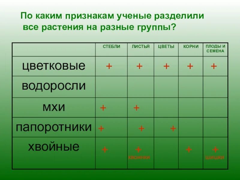 Водоросли имеют семена. Группа растений водоросли мхи папоротники. Таблица разнообразие растений. Водоросли мхи папоротники хвойные цветковые. Группа растений таблица водоросли мхи папоротники.