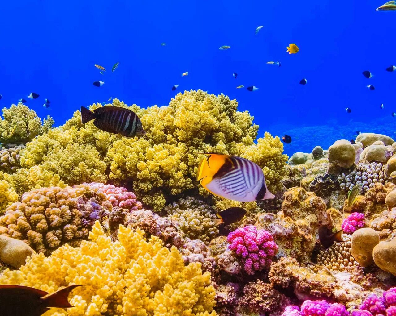 Риф Шарм-Эль-Шейх. Коралловые рифы красного моря. Подводный мир Египта Шарм-Эль-Шейх. Шарм-Эль-Шейх рифы море.