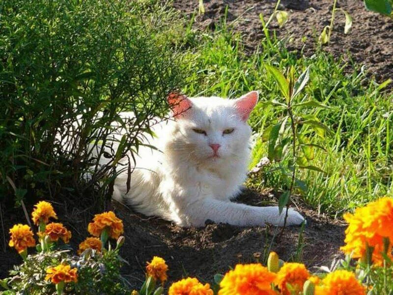 Как отвадить кошек с участка. Кот на даче. Кот в огороде. Кошка на грядке. Котенок на даче.