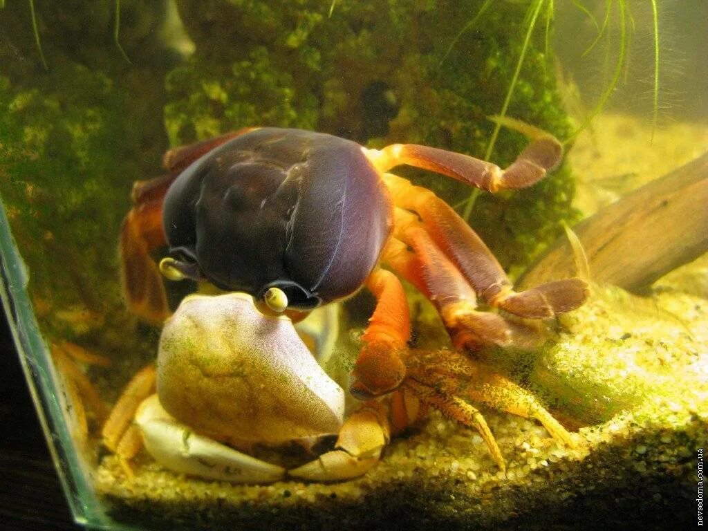 Линька краба в аквариуме. Краб после линьки. Клешни камчатского краба. Аквариум для радужного краба. Краб линяет.