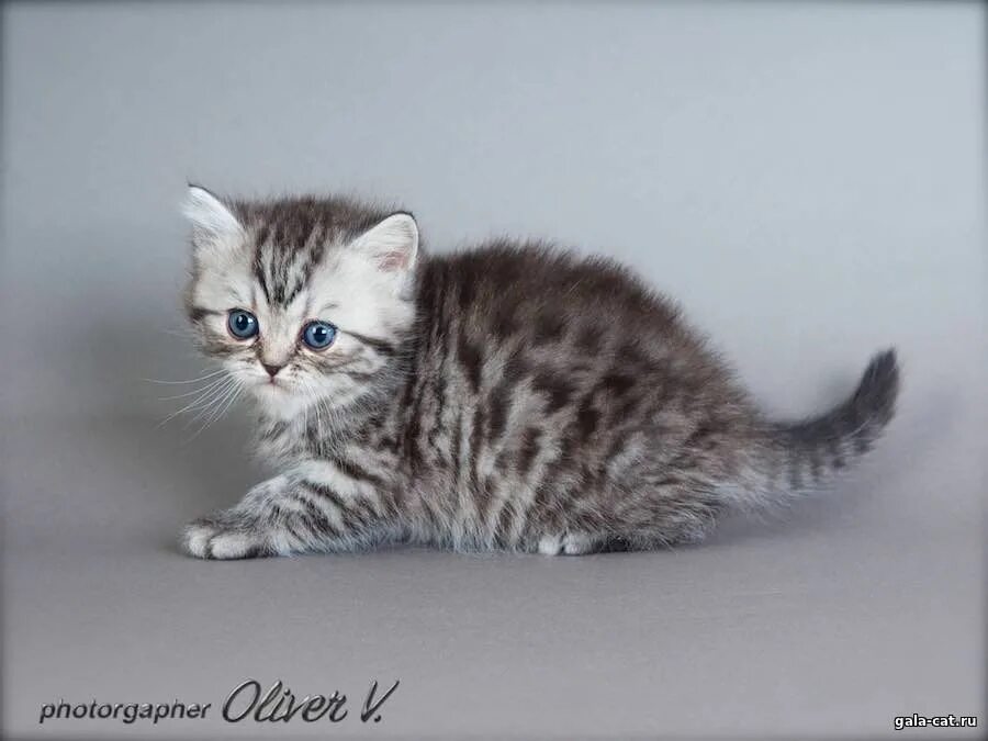 Британские котята, 5 недель - Питомник GALA-CAT