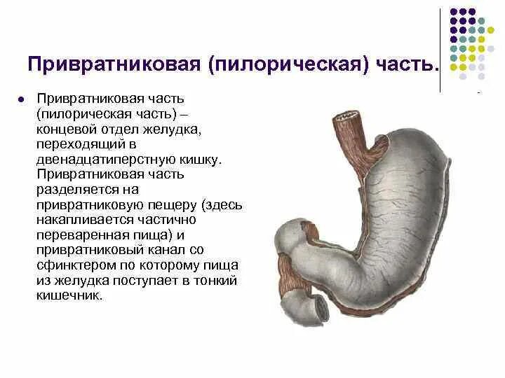 4 части желудка. Пилорический отдел желудка скелетотопия. Пилорический рефлекс желудка. Привратниковая пещера желудка анатомия. Пилорический сфинктер желудка.