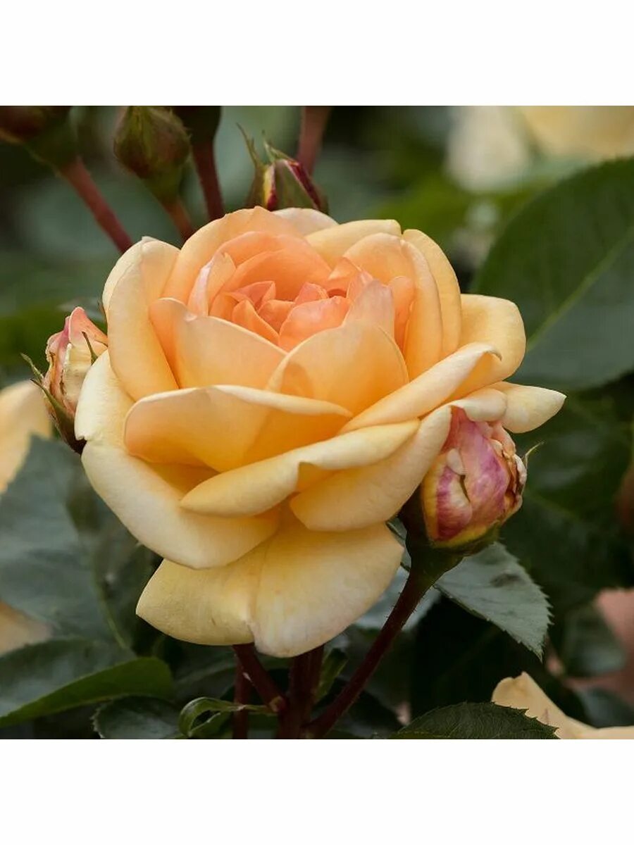 Оф лайф. Гарден оф лайф айхерб. Продукция тотал. Фукатин гарден оф лайф. Эко компания.