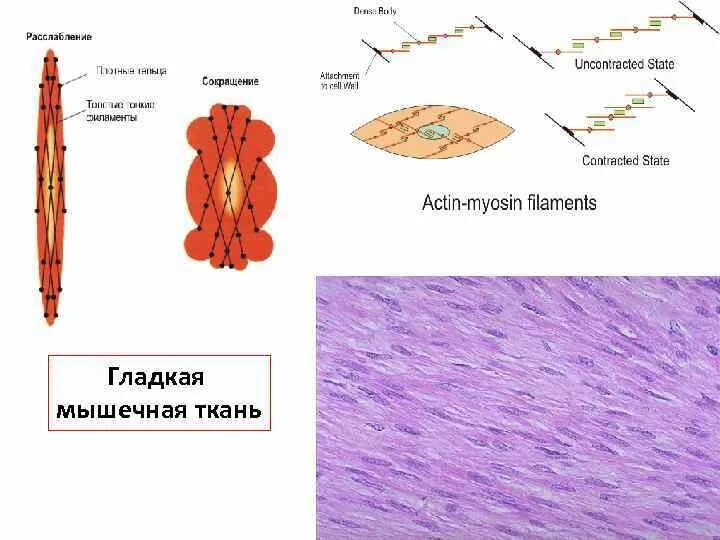 Количество ядер гладкая. Клетки гладкой мышечной ткани. форма гладкой мышечной клетки. кол во ядер в гладкой мышечной ткани. форма ядра клетки гладкой мышечной ткани.
