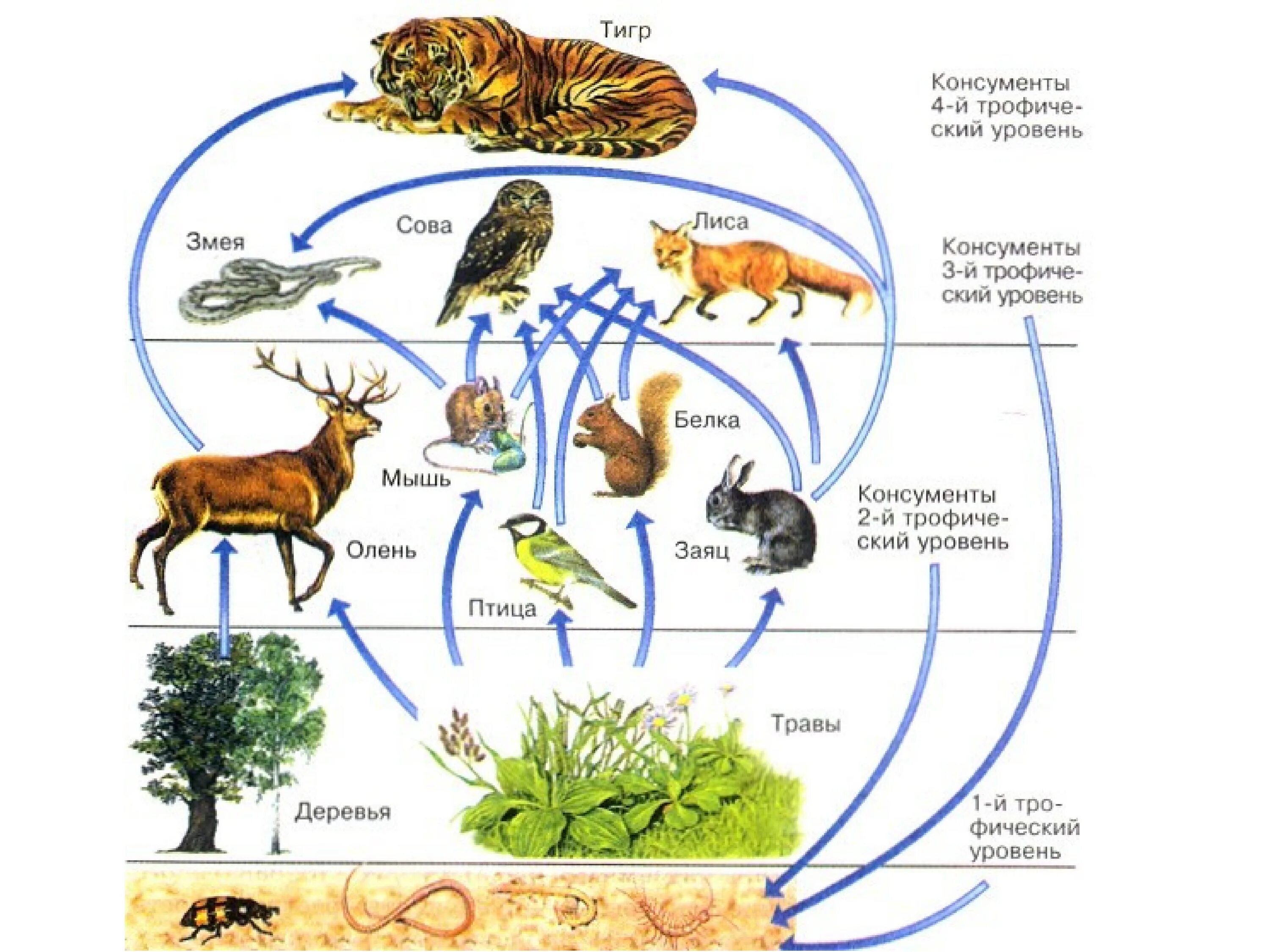Какова роль производителей в пищевой цепи биология. Цепь питания животных в широколиственных лесах. Пищевая цепь пищевая сеть трофические уровни. Цепи питания животных консументы редуценты. Трофическая структура сообщества.