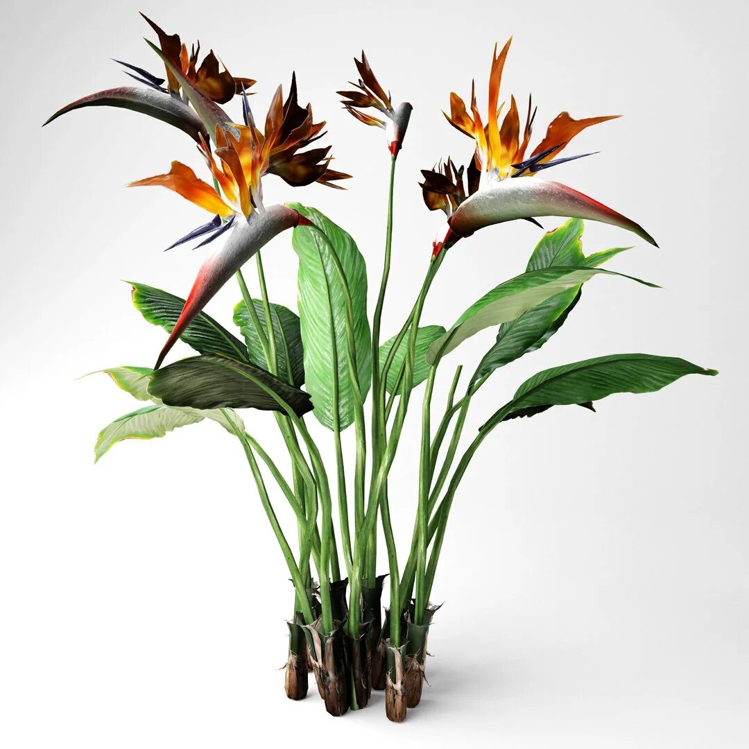 Flowers paradise. Цветок Парадиз. Bird of Paradise Plant. Цветок райской птицы. Модель цветка.