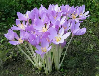 Цветы выскочки садовые (64 фото) .