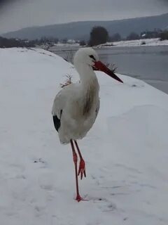 Куда улетают аисты на зиму