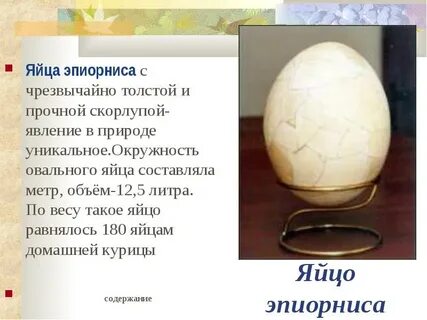 Сколько весит скорлупа