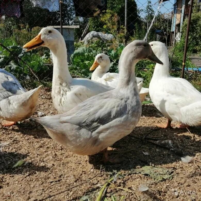 Утки агидель фото и описание и отзывы. Утка Агидель. Утки породы Агидель. Порода уток Агидель,Фаворит,башкирка. Утки породы Фаворит.