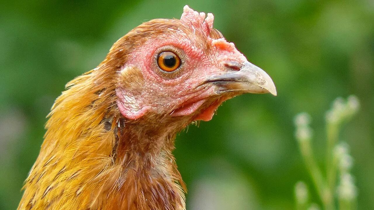 глаза курицы