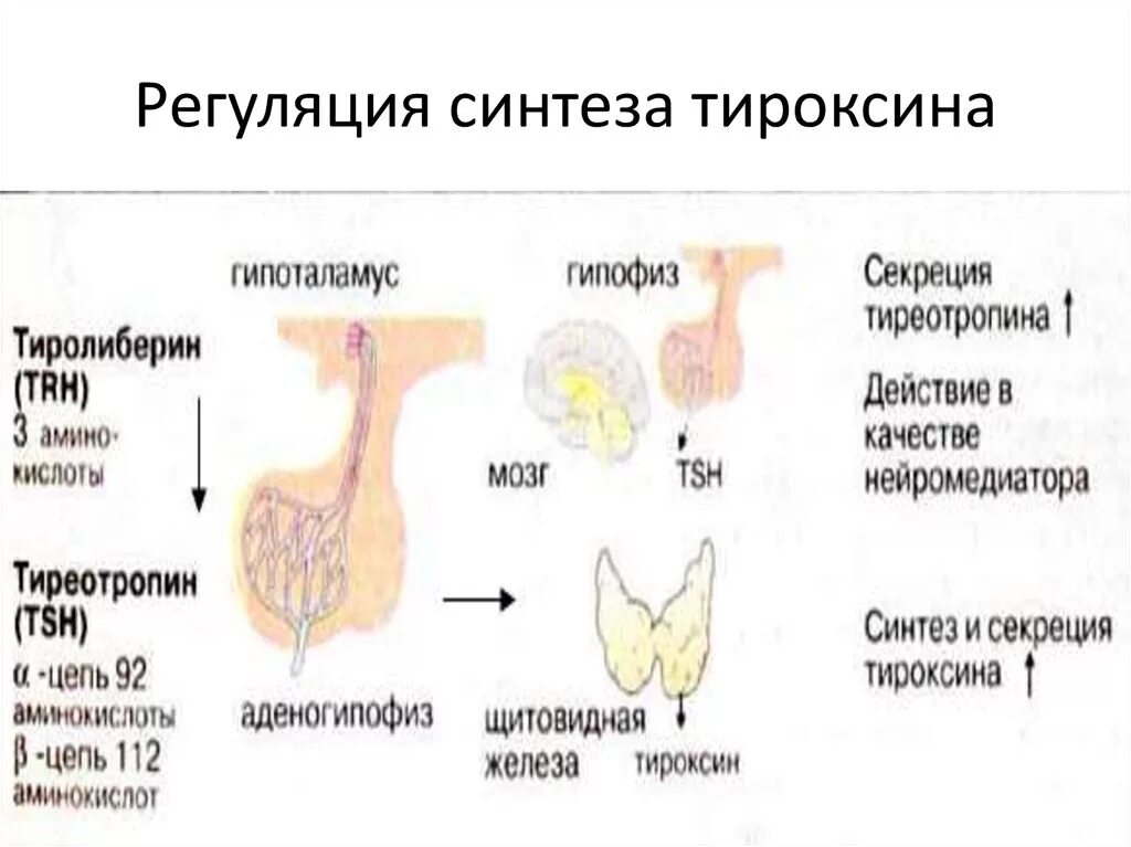 Регуляция синтеза тироксина. Механизм образования тироксина. Регуляция выработки тироксина. Механизмы регуляции выделения тироксина.. Какие железы вырабатывают тироксин